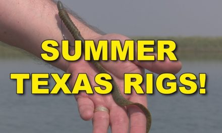 Bass Fishing: The Texas Rig in Summer for HUGE Bass! | Bass Fishing