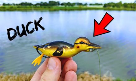 Can a DUCK Lure Catch BASS??? (Pond Fishing)