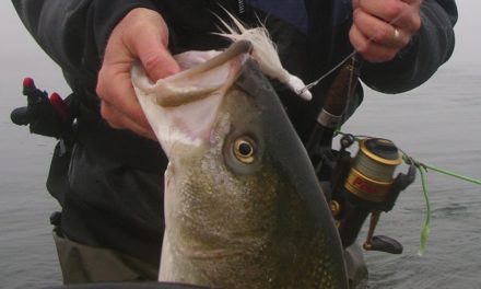 How to Bucktail Striped Bass from Bay Shorelines – Part 1