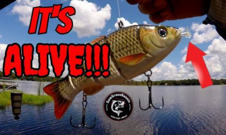ROBOTIC LURE vs REAL LIVE BAIT!! Bass Fishing Challenge!! (Giant Bass Caught!)