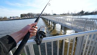 Striped Bass Fishing from a Pier!! (EASIEST WAY)