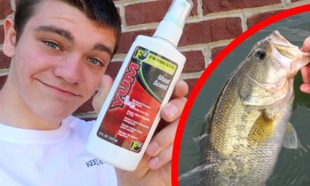 Does Shad Scent REALLY Effect Bass Fishing?