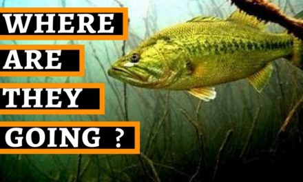 How To Find Bass In Any Season Transition + Creek Channel Breakdown