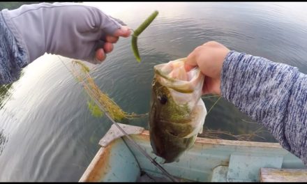 How to Rig A Senko- Big bass clips at the end