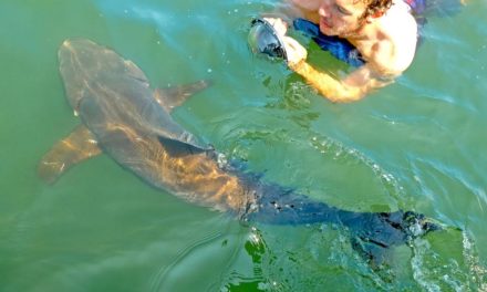 BlacktipH – Sight Fishing GIANT Cobia on Bridges and Rays in Virginia