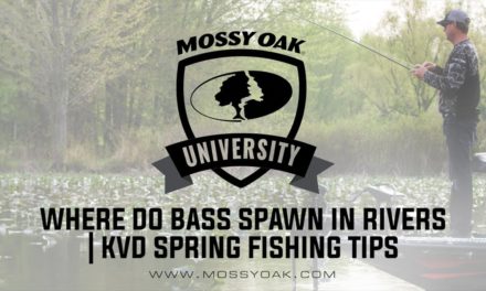 Where Do Bass Spawn In Rivers | KVD Spring Fishing Tips