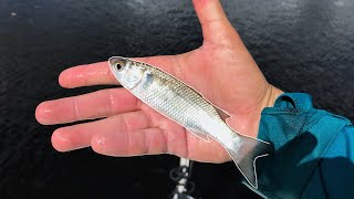 Lawson Lindsey – Why This TINY Fish Means Something INSANE is About to Happen!
