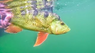 Crystal CLEAR Water Peacock Bass Fishing in Miami.
