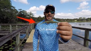 Salt Strong | – Deadsticking Tactics For Catching Redfish (Using Gulp Baits)