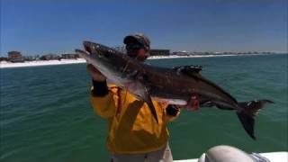 Destin Florida Fishing for Cobia with DOA Swimming Mullet