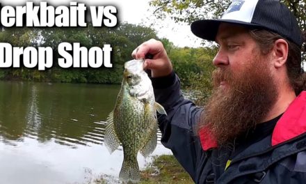 Fall Fishing from the Bank – Bass & Crappie on Drop Shot & Jerkbait