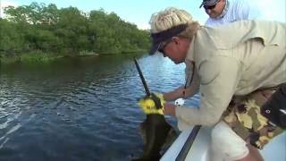 Sawfish Fishing and Snook in Florida Everglades National Park