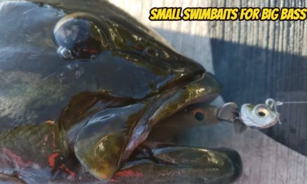 Small Swimbait Fishing for Smallmouth Bass