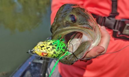 The MOST Consistent Baits for Fall Bass Fishing – The Seminar