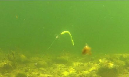 Bass Fishing – Plastic Baits Gone Wild
