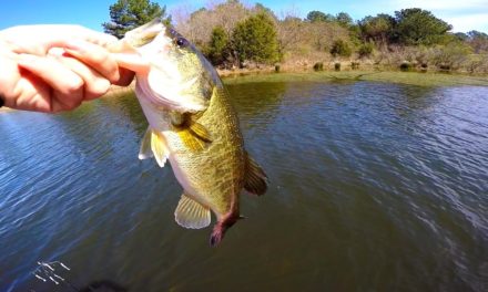 Flair – Bass Fishing on a New Lake in Texas