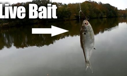 Bass Fishing with Live Bait on a Drop Shot Rig