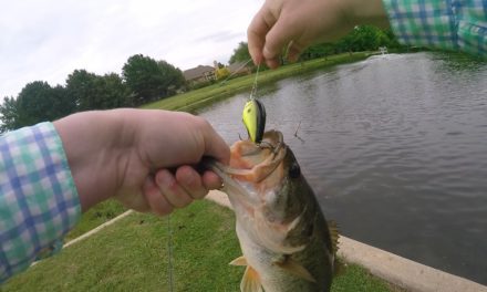 First two fish on the KVD 1.5