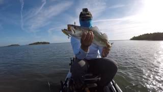 Salt Strong | – How To Use The Whopper Plopper To Catch Saltwater Fish [REVIEW]