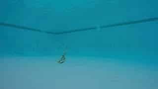 Salt Strong | – Savage Gear 3D Shrimp Review (Plus Underwater Footage)