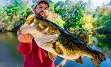 Fishing With GIANT Livebait (GIANT BASS)