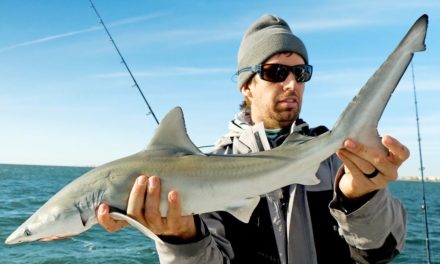 BlacktipH – Fishing for BABY Sharks