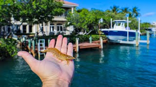 Lawson Lindsey – Florida Inshore Fishing With Live Shrimp