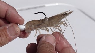 Salt Strong | – How To Hook Shrimp The CORRECT Way