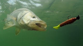 Salt Strong | – Snook Fishing: How To Catch Snook In The Summer