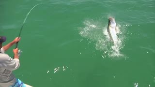 Tampa Tarpon Fishing Monster Snook and Double Cobia Hookup