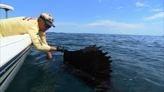 Catching Sailfish Using Humminbird 360 Stuart Florida