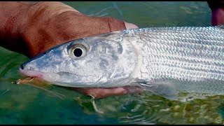 Conserving the Flats with BTT | “Bonefish Catch & Release”