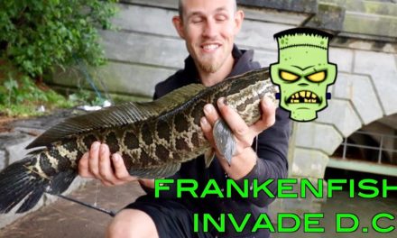 FRANKENFISH HAVE INFESTED WASHINGTON D.C.!!! (INSANELY TRICKY FISH)