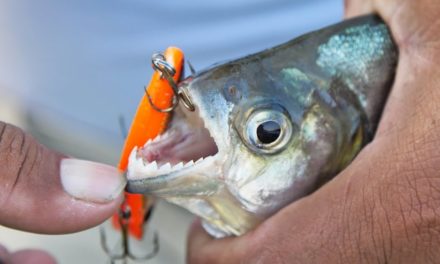 LakeForkGuy – RAZOR SHARP TEETH! (Piranha Fishing with Lures in Amazon River)