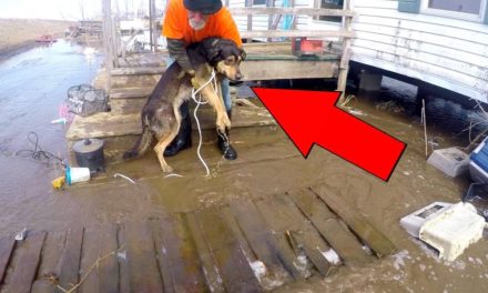 Flair – RESCUING 30+ Dogs from DANGEROUS Flood (EMOTIONAL)
