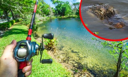 Flair – Shore Fishing ALLIGATOR INFESTED Pond!!!