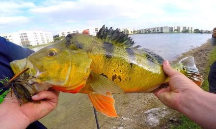 Sight Fishing GIANT Peacock Bass in FLORIDA Pond!!!