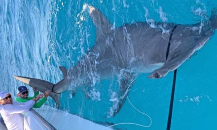 BlacktipH – MASSIVE World Record Size Hammerhead Shark Caught Fishing with Greg Norman