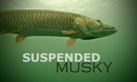 Suspended Musky — Angling Edge TV