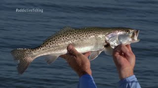 Topwater Speckled Trout Fishing Georgia Redfish and Striped Bass