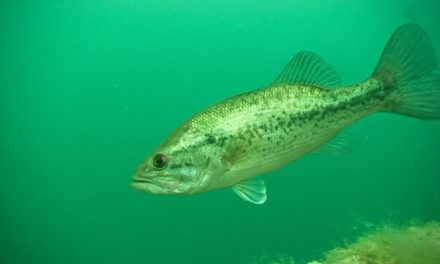 Prespawn Largemouth – Fishing Edge TV