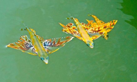 BlacktipH – Found Colorful Baby FLYING FISH while Inshore Fishing