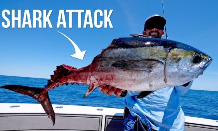 BlacktipH – Shark Attacks our Giant Tuna