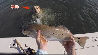 Salt Strong | – Catching An Inshore Slam In Under 2 Hours With A Crazy Dog On Board