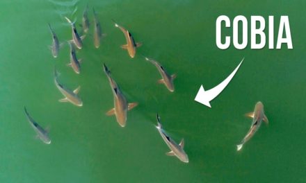 BlacktipH – Incredible Drone Fishing for Cobia