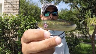 Salt Strong | – D.O.A. PT-7 Weedless Topwater Lure Review