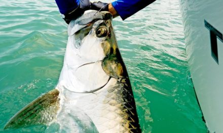 BlacktipH – Fishing for Giant Tarpon and Kingfish