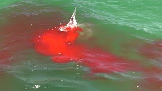 Bloody Hammerhead Shark Attack during Shark Week 2019