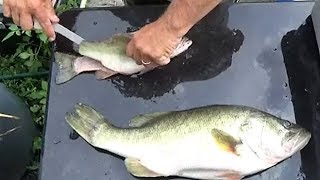 Catch Clean and Cook Bass.