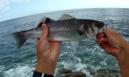 Shore Fishing – Sea Bass Fishing with Sea Trout Lures